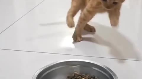 He loves food |cat videos | funny video