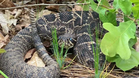 Venomous eastern diamondback rattlesnake deep in shed! Hiked up in Mississippi.