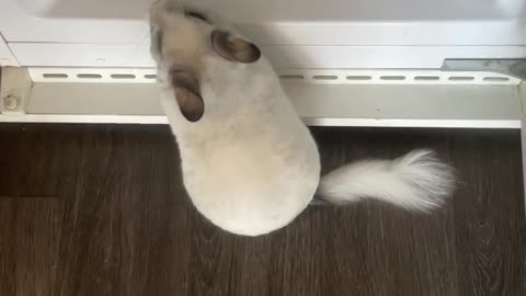 Hungry Chinchilla Found a New Fridge