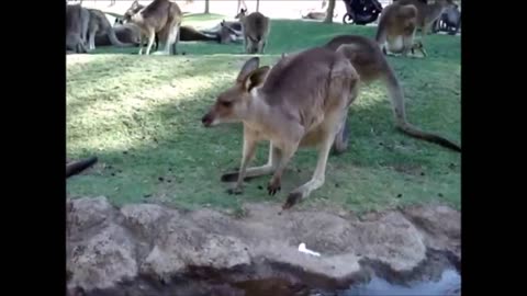 Adorable Baby Kangaroo and Joeys 🥰
