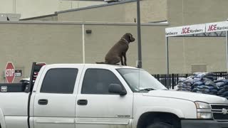 Good Boy Waits for Owner From Top of Truck