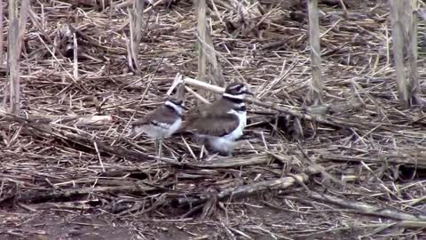 Mother Killdeer Bird With Two Baby Chicks