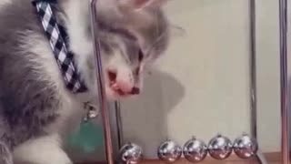 Funny cat videos