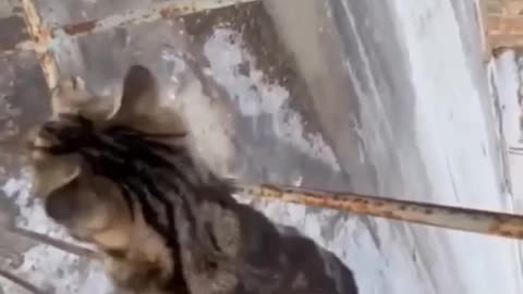 This cat did something amazing, you didn't see it."
