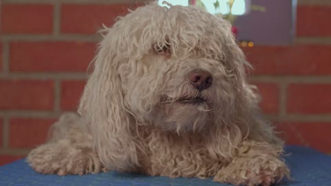 A dog waiting for a haircut