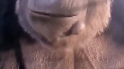 Peel first! #gorilla #asmr #mukbang #animals #food #banana #eating #youtubeshorts