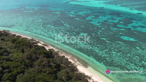 Reef Revival: Restoration Projects to Save Dying Coral Reefs