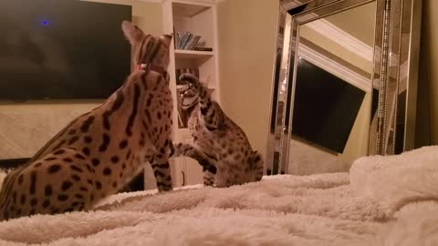 Savannah vs serval