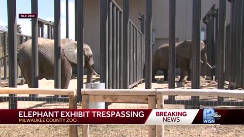 Man gets too close to elephants at Milwaukee County Zoo