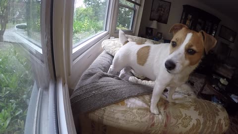 Stanley The Jack Russell Terrier- HOME ALONE