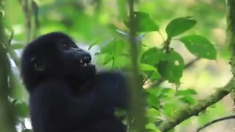 Baby "mountain gorilla" tries to imitate adults..⁣