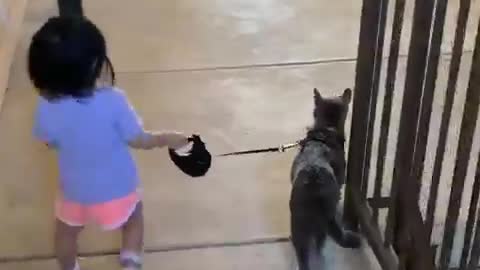 Toddler Takes Cat For Walk