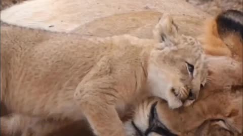 Everything a lioness does is to protect her cubs😱😱#shorts #viral #trending #animals