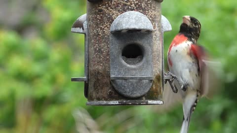 Backyard Birds of Northwest Florida