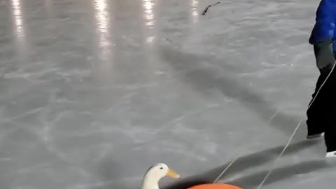 DUCK RIDE PLASTIC SKATEBOARD.mp4