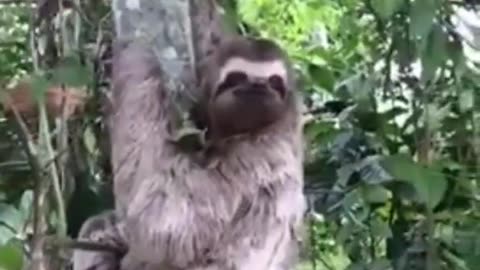 Helping a Sloth fren