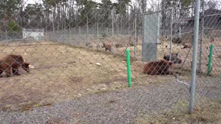 Bears rescued from Kyiv fighting find new home