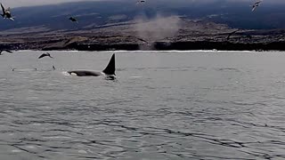 Incredible Encounter with Wild Orca: Watch as Tourists in Tiny Boat