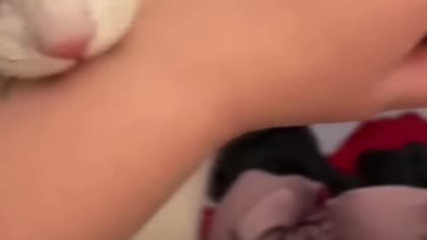Cat bites his owner