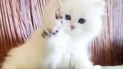 Funny Cats And Kittens Meowing