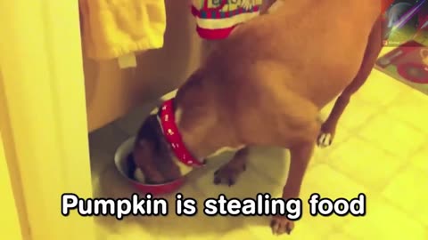 Heartwarming Moments of Dogs and Puppies Eating | Delightful Dogs | Playful Puppies Enjoying a Feast
