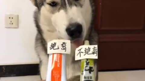 Funny talking husky!