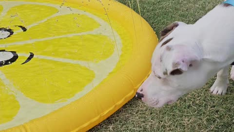 Vinny's Splash Pad Part 1