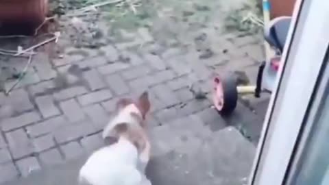Angry Dog Terrified of Cat