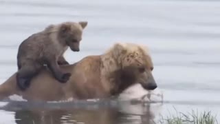 very cute puppy on mother's back crossing the river