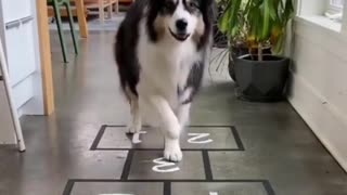dog jumping hopscotch