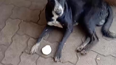 Very hungry Dog..... ... viral shorts video