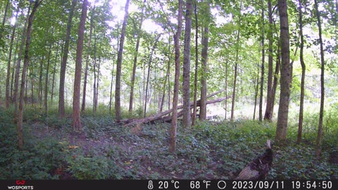 Buckley trail cams 9.18.23