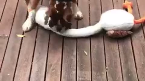 Boxer puppy playing with giant Goose