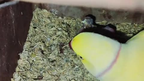 Yellow ringneck parrot 🦜🦜