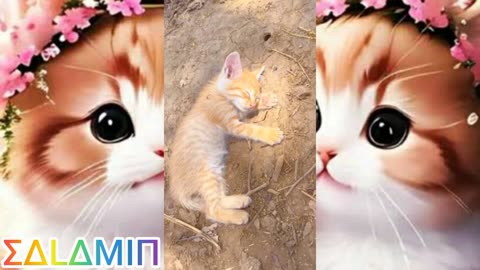 My cute cat. Many many happy...