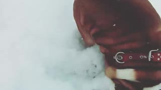 Brown dog going down slide with snow