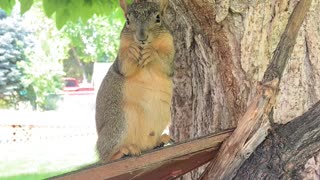 Squirrel Bob