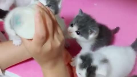 cute kittens compete to drink from her bottle