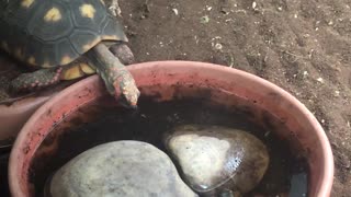 The most cute box turtles!!