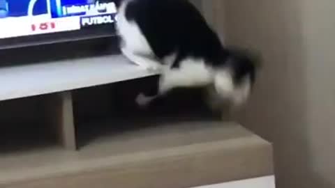 Oh my cittee 😅 cat destroy tv