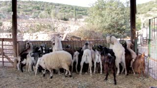 Adorable Herd Of Goats Standing In Line Eating Grass