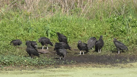 Black Vultures eat a dead turtle