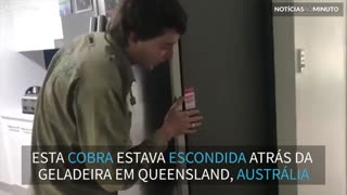 Cobra é encontrada em geladeira na Austrália