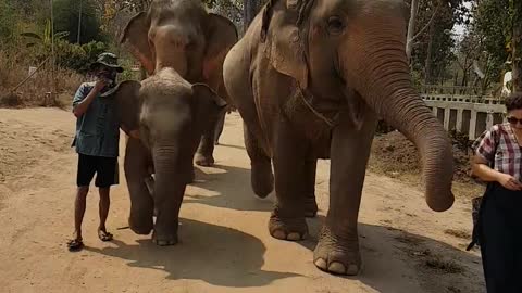 Women giving food to Elephants,