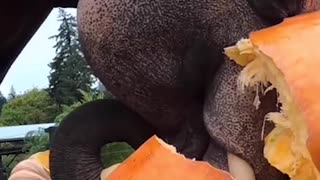 Zoo animals enjoy Halloween treats