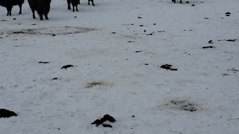 Fun on the Farm - Bison feeding
