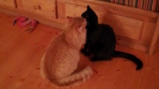 Orange cat licks black cat's head on wood floor