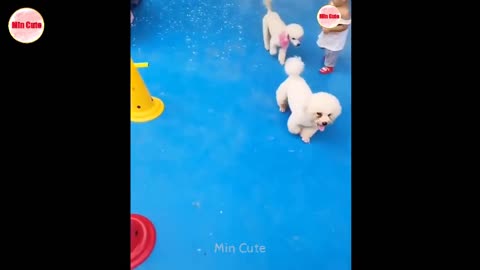 lindos y tiernos perritos miniatura