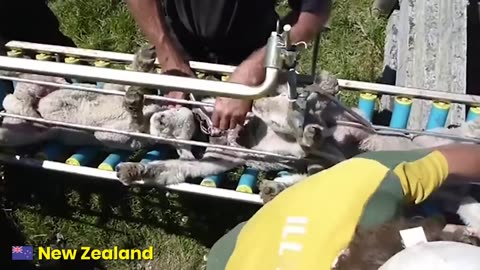 MEAT HORROR HOW PEOPLE KILL ANIMALS WITHOUT ANY HEART (THE MOST GRAPHIC VIDEO !!)