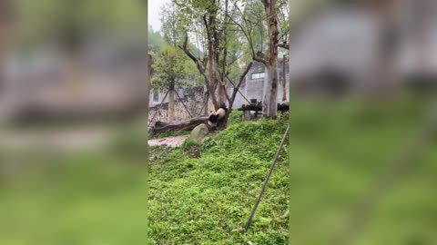 Adorable Panda Tries To Save Furry Pal Stuck Up Tree